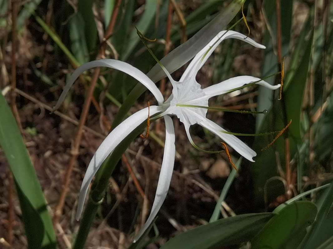 Hymenocallis harrisiana photo